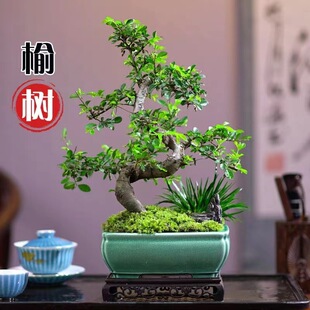 小叶榆树老桩榔榆提根造型盆景花卉绿植客厅办公室桌面植物新中式