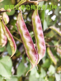 紫眉眉豆种子猪耳朵红边扁豆加肥肉厚四季老品种早熟边豆种子大全