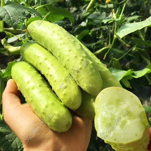 海阳白玉水果黄瓜种子迷你水果小黄瓜种籽 四季阳台盆栽蔬菜种孑