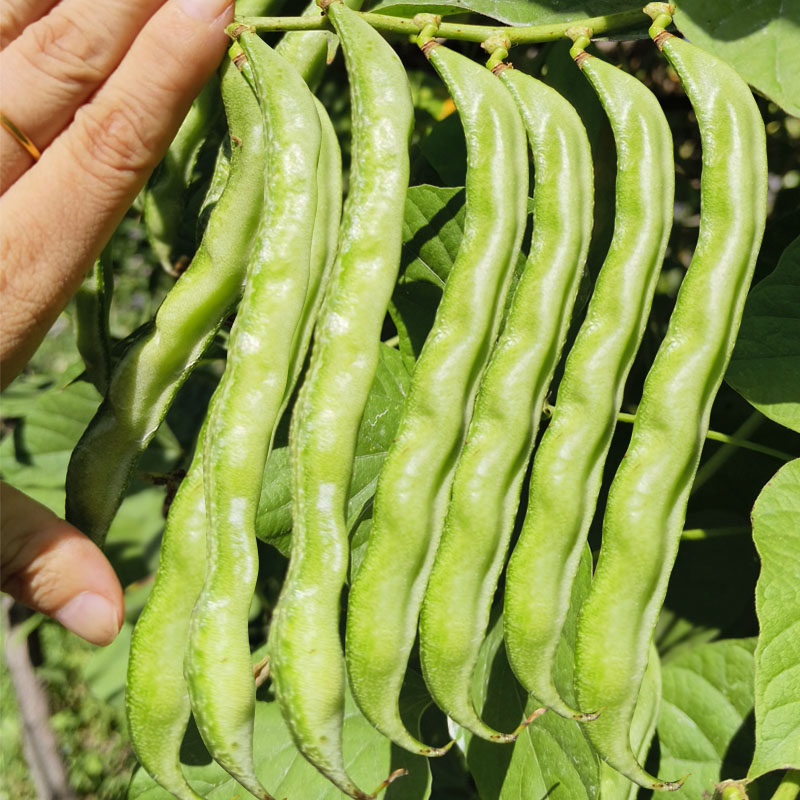 老品种长绿眉豆种子梅豆种子猪耳朵扁豆阳台盆栽蔬菜种子包邮