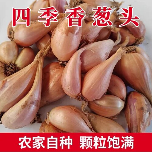 新鲜黄葱头铁杆白葱小香葱红葱头