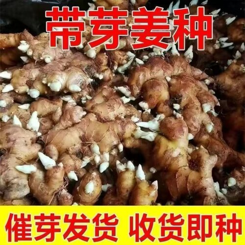 正宗小黄姜种子四川带芽姜芽