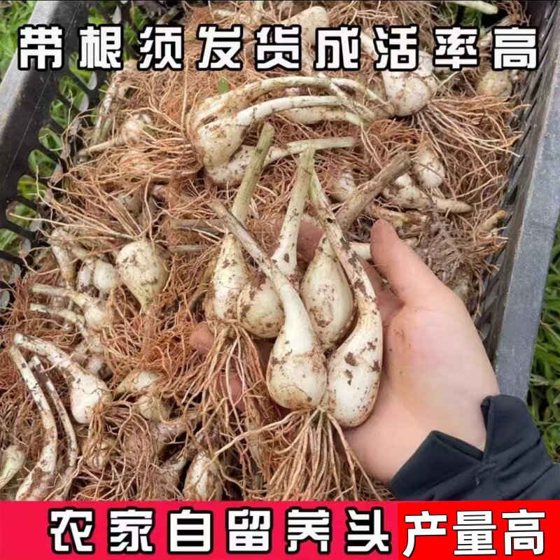 江西现挖荞头农家种植藠头带根须