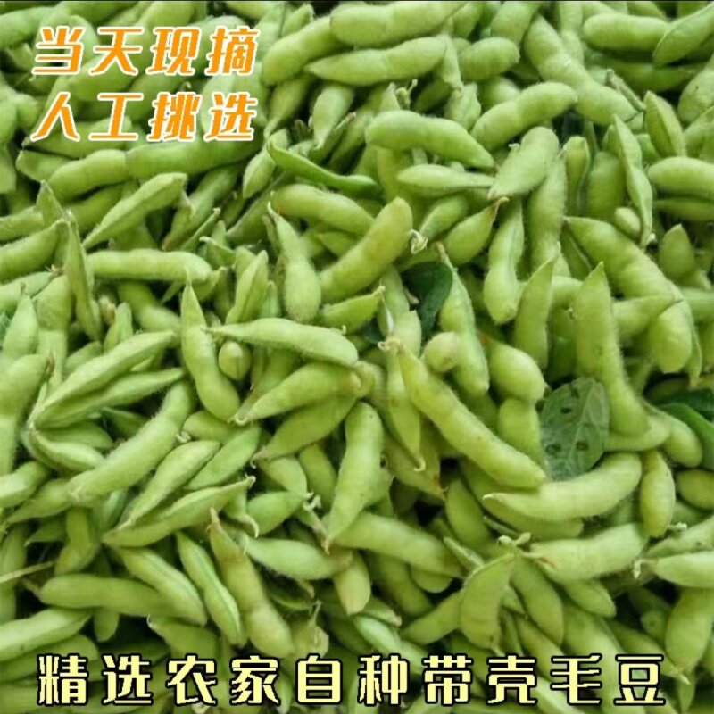 农家新鲜带壳毛豆夹大青豆嫩毛豆