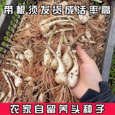 江西现挖荞头种子农家种植藠头苗