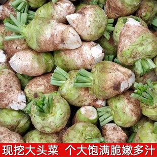 四川大头菜自贡本地老品种大头菜芥菜疙瘩现挖现发新鲜送达下饭菜