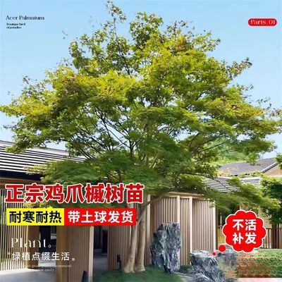 原生小叶鸡爪槭树苗大型风景树庭院别墅造型斜飘丛生鸡爪槭红枫树