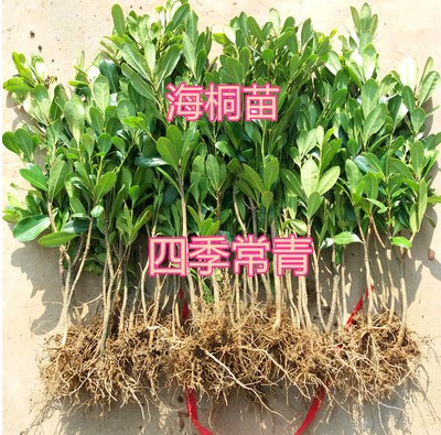 海桐苗 海桐树苗 海桐球庭院园林绿篱笆植物围墙四季常青气味芳香