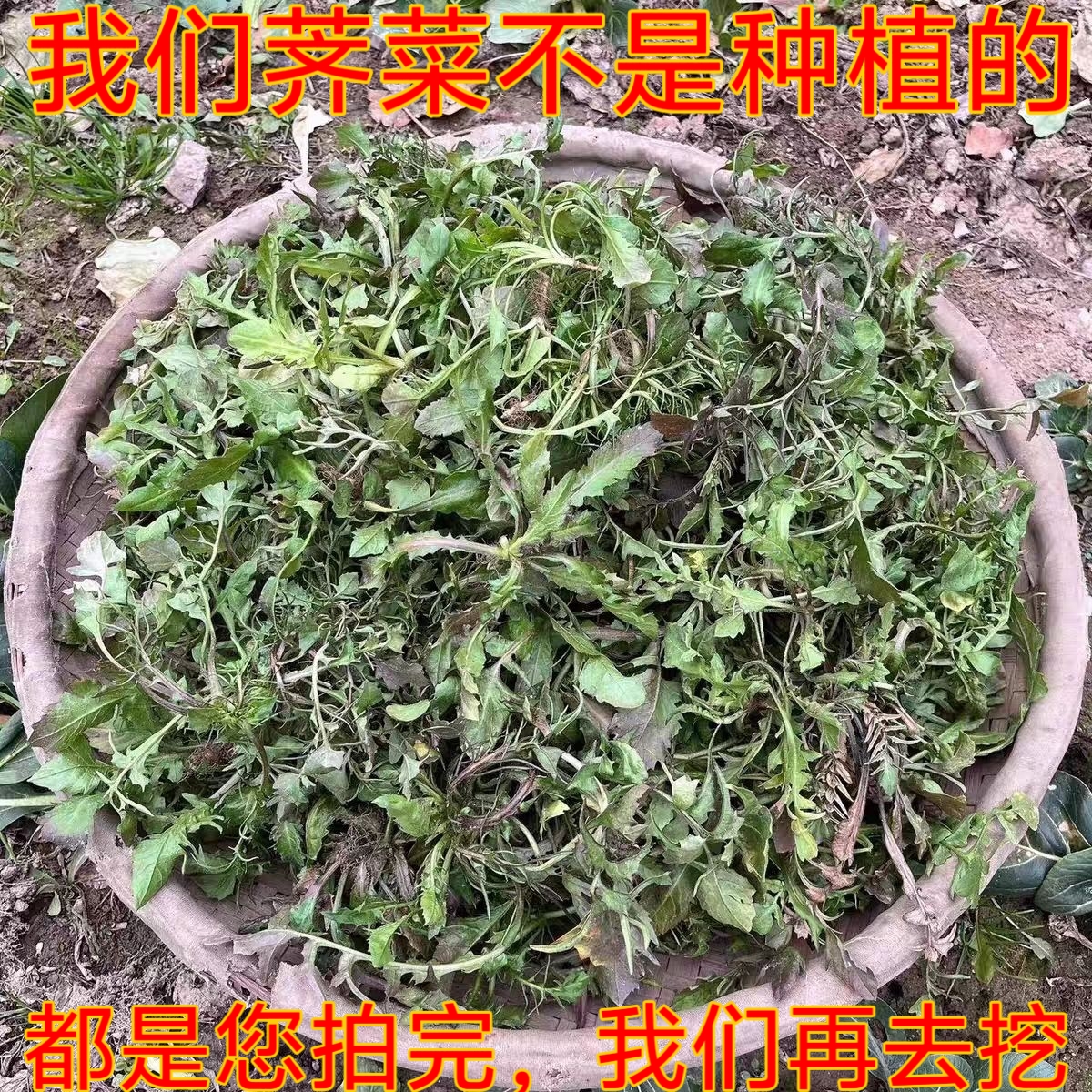 山东现挖野生荠菜新鲜荠荠菜芥菜野生地丁蔬菜水饺馄饨纯天然野生