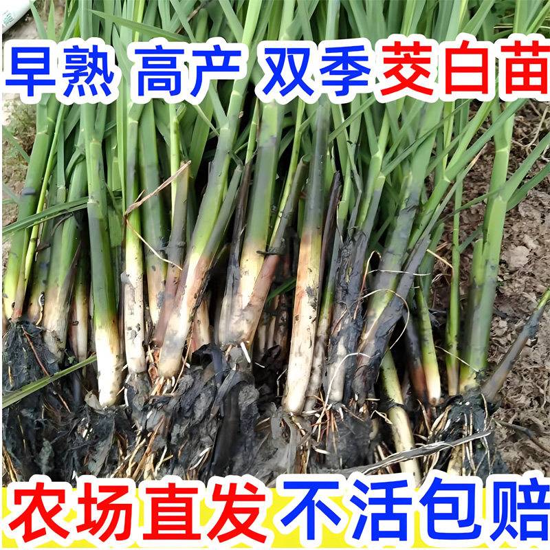 茭白种苗茭白苗双季种植早熟高瓜苗高笋新鲜水笋四季水生蔬菜茭瓜