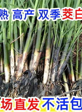 双季早熟茭白苗种苗高瓜苗高笋苗