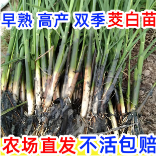 茭白种苗茭白苗双季种植早熟高瓜苗高笋新鲜水笋四季水生蔬菜茭瓜