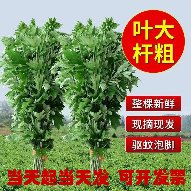 2026端午节新鲜整颗艾草