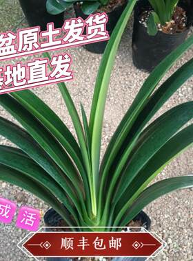 耐干旱易成活精选君子兰当年开花