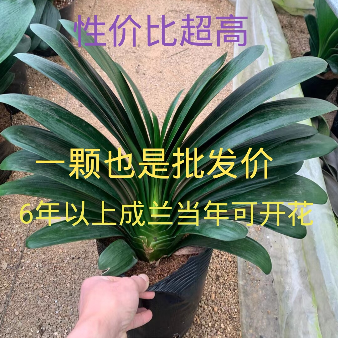 君子兰招财当年可开花耐旱好养花