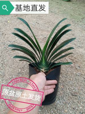 特价带花苞君子兰盆栽花卉绿植多年生兰花精品立板当年开花除甲醛