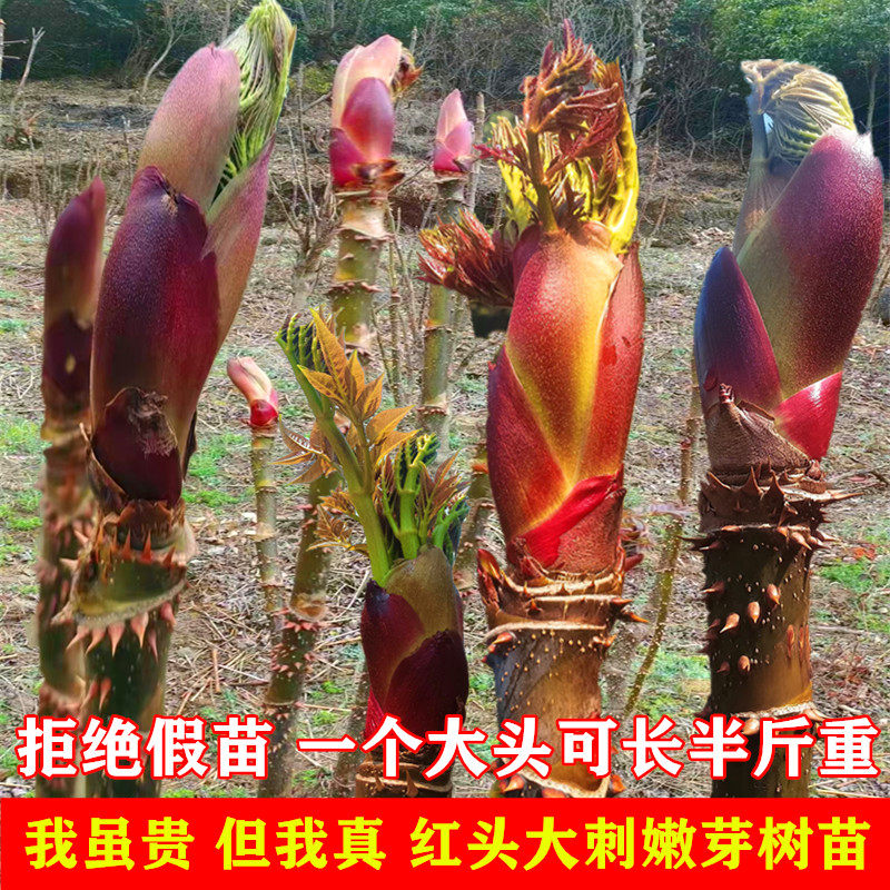 新鲜刺嫩芽树苗刺老芽苗山野菜之王东北刺老鸦红刺龙芽苗香椿