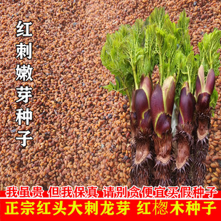 刺老芽种子刺嫩芽种子刺龙芽种子红楤木种子大红头刺老苞种子正宗