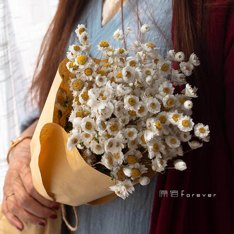 5ZV7天然真花春天野餐拍照装饰鲁丹鸟清纯小雏菊罗丹斯干花送