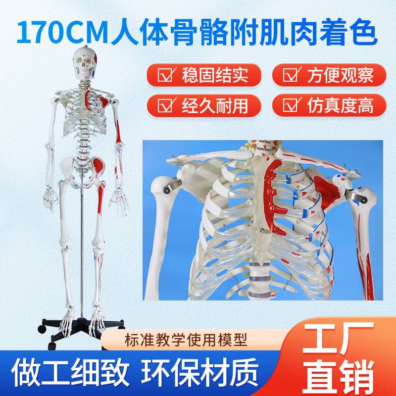 170CM医学全身人体骨骼模型肌肉着色骨盆瑜伽关节可拆卸结构骨架