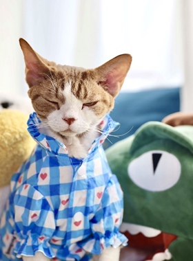 Pico 德文衣服无毛猫斯芬克斯宠物衣服四季薄款立领格子爱心衬衫