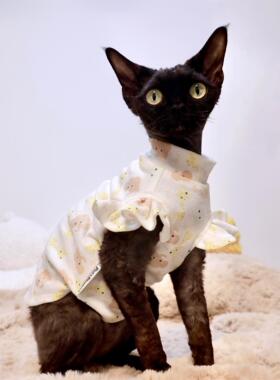 Pico 德文猫衣服无毛猫斯芬克斯衣服春夏季纯棉可爱小象小飞袖T恤