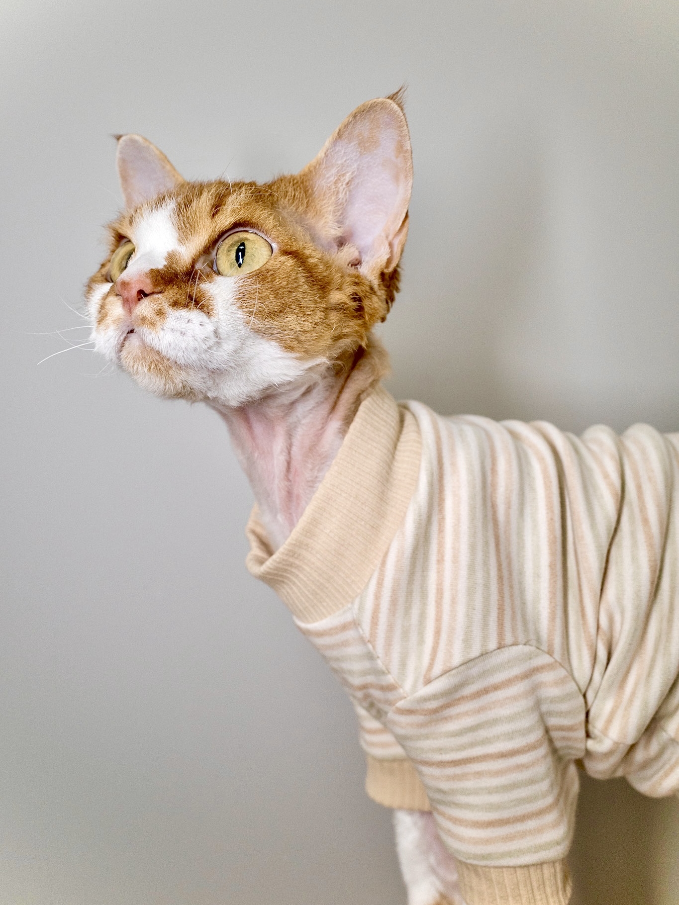 Pico 德文猫衣服无毛猫斯芬克斯衣服春夏季薄款纯棉彩色细条纹T恤