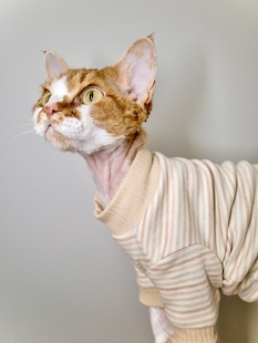 纯棉彩色细条纹T恤 薄款 Pico 德文猫衣服无毛猫斯芬克斯衣服春夏季