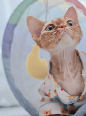Pico 德文猫衣服睡衣居家服无毛猫斯芬克斯衣服维尼跳跳虎衬衫