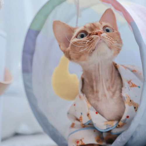 Pico 德文猫衣服睡衣居家服无毛猫斯芬克斯衣服维尼跳跳虎衬衫