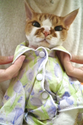 Pico德文猫衣服无毛猫斯芬克斯衣服春夏季薄款清新郁金香衬衫睡衣