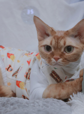 Pico 蜡笔小新连帽棉服马甲德文衣服无毛猫斯芬克斯衣服麦当劳