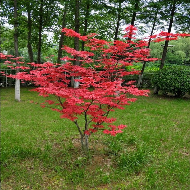 园林绿化苗庭院植物风景树苗嫁接红枫苗日本红枫树苗红舞姬红枫苗 鲜花速递/花卉仿真/绿植园艺 行道树/乔木 原图主图