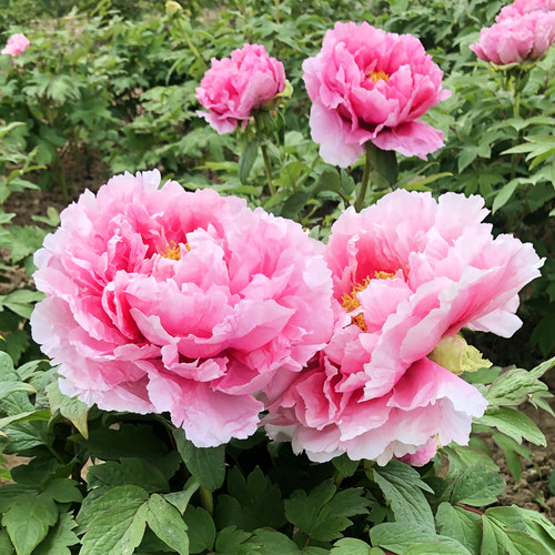 洛阳正宗带花苞牡丹花庭院植物