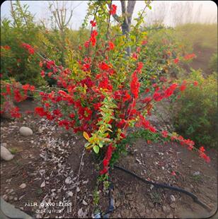 盆栽花卉庭院植物日本海棠花苗大红花海棠贴梗海棠花苗铁杆海棠苗