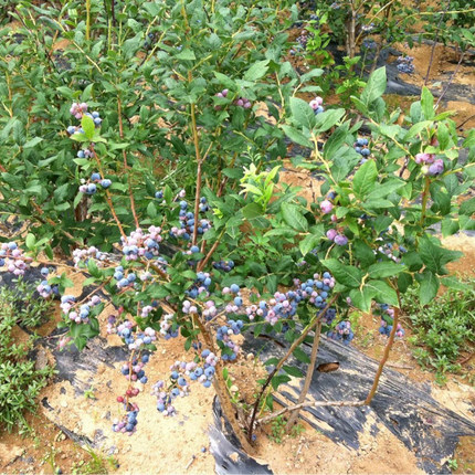 蓝莓树苗果苗蓝莓苗室内盆栽地栽果苗南北方种植苗兔眼庭院果树苗