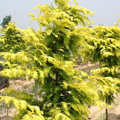 绿化苗彩色树种庭院植物金叶水杉
