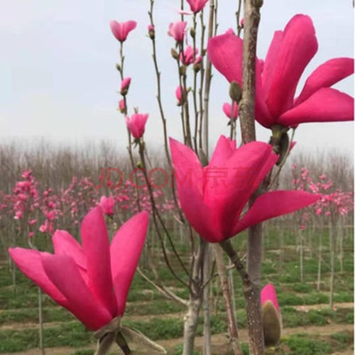 庭院植物花卉嫁接苗娇红1号玉兰