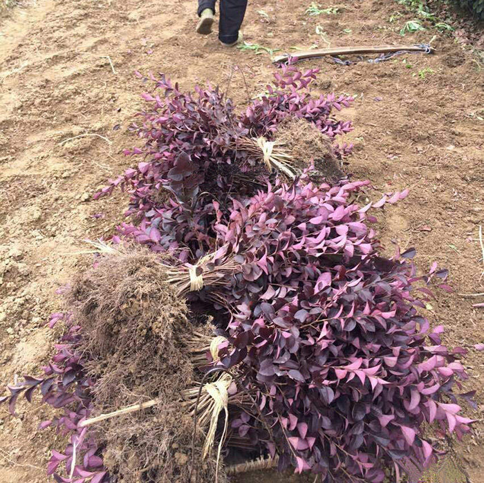 红花继木庭院绿植篱笆苗彩色树种
