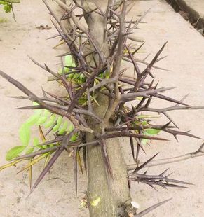 大刺皂角树苗皂角树绿化皂荚树苗盆栽地栽皂角树苗庭院皂角苗包邮