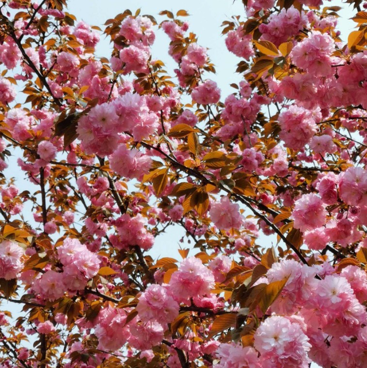 园林嫁接日本红花关山行道绿化苗