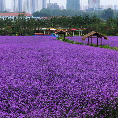 庭院多年生景观花种子柳叶马鞭草