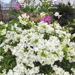 盆栽地栽白花三角梅树苗庭院攀援植物花卉阳台绿植开花重瓣大花苗