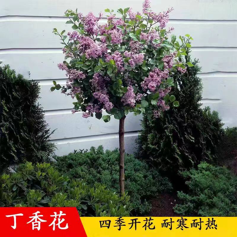 丁香花树苗盆栽阳台庭院浓香室内外四季花卉耐寒绿植物紫丁香花苗