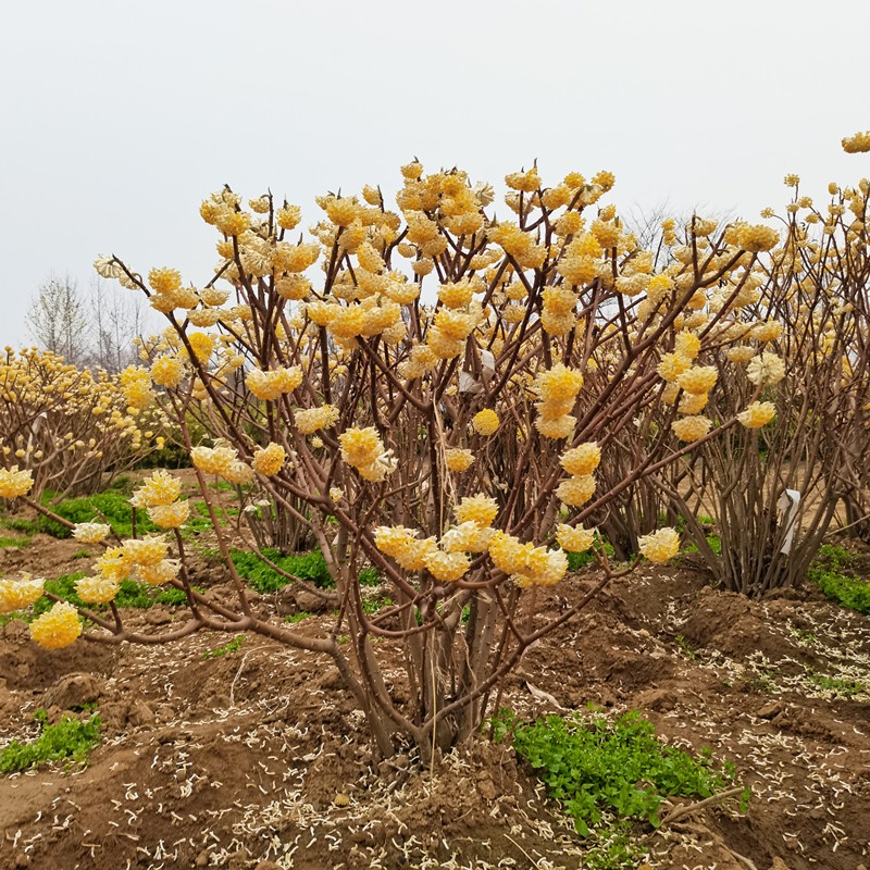 庭院植物结香苗结香花苗木花卉金腰袋打结花梦冬花浓香树苗可盆栽 鲜花速递/花卉仿真/绿植园艺 观叶 /花灌木 原图主图