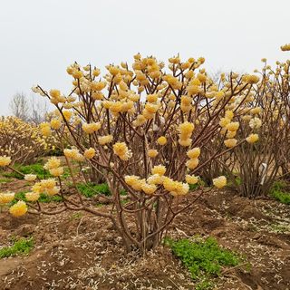 庭院植物结香苗结香花苗木花卉金腰袋打结花梦冬花浓香树苗可盆栽