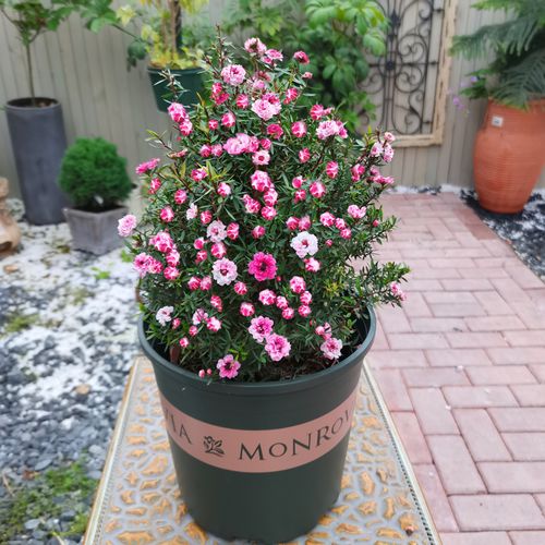 四季盆栽花卉澳洲松红梅阳台图片