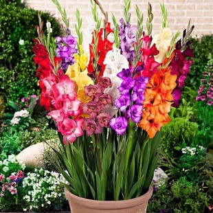 剑兰种球花苗多年生花卉菖蒲兰花球唐菖蒲花种球四季庭院当年开花