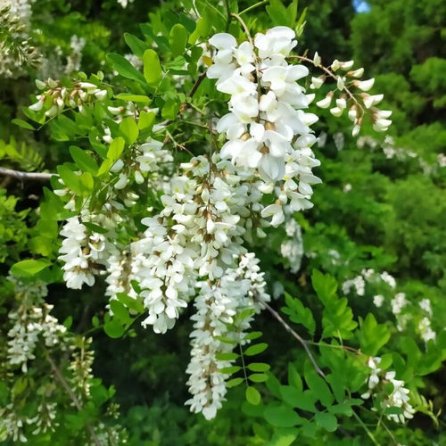 香花槐树苗富贵树刺槐花红花槐树苗庭院绿化花卉花园植物洋槐树苗 - 封面