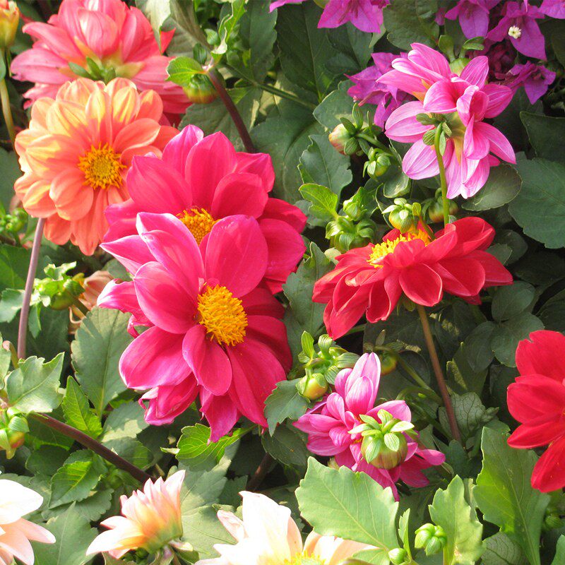 庭院阳台盆栽花种籽四季开花易活